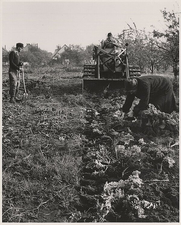 Grünkohlernte auf dem Baugrundstück des NGO, um 1959. Bild: Stadtmuseum Oldenburg.