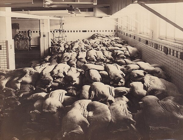 Geschlachtete Schweine im Kühllager, 1925. Bild: Stadtmuseum Oldenburg/Gustav Tahl.