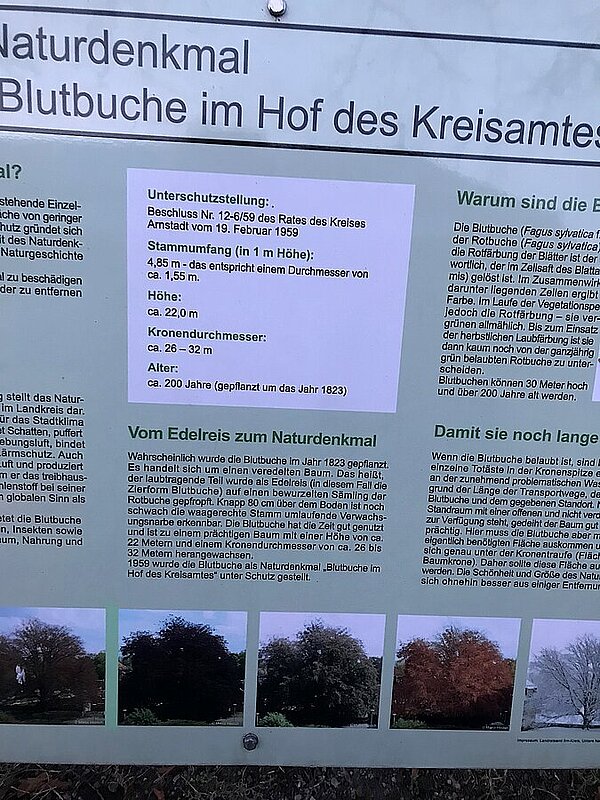 Naturdenkmal Blutbuche in Arnstadt, Thüringen Bild: Anonyme Einsendung