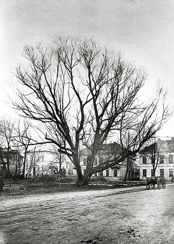 Dieser Weidenbaum wurde 1879 gefällt, um dem neuen Theater Platz zu machen, um 1879. Bild: Stadtmuseum Oldenburg