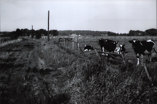 Das Everstenmoor wird 1955 auch noch für Landwirtschaft und Viehhaltung genutzt. Bild: Stadtmuseum Oldenburg/Slg. G. Müller.