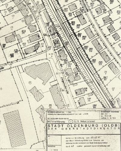 Blutbuche Ziegelhofstraße