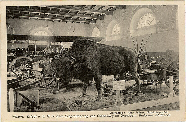 Auch ein vom Großherzog erlegtes Wisent wurde in der Ausstellung präsentiert. 1916. Bild: Stadtmuseum Oldenburg.