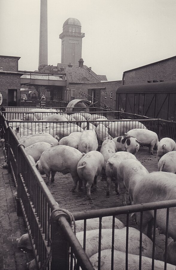 Schweine auf dem Viehhof der Fleiwa, um 1942. Stadtmuseum Oldenburg/Firmenarchiv.