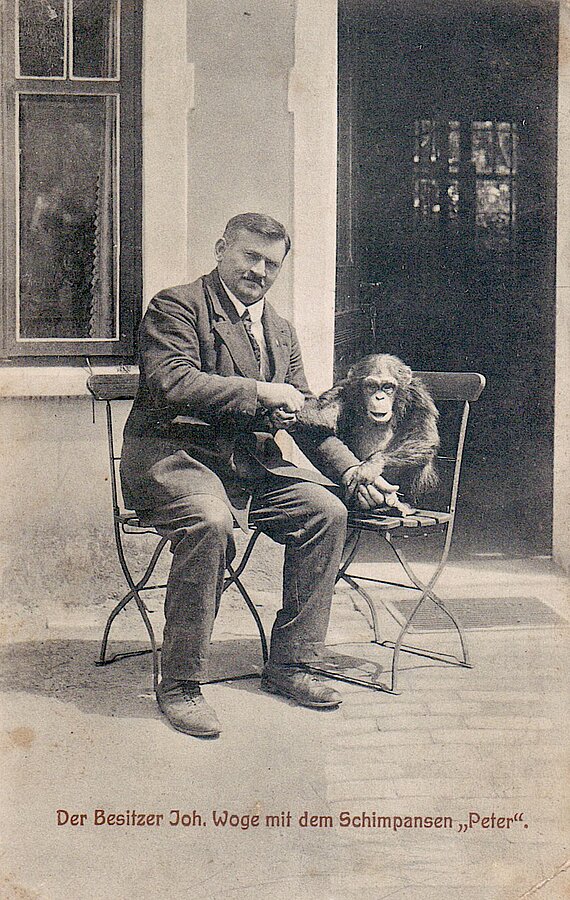 Auf diesem Postkartenmotiv inszeniert sich Jan Woge und seinen Schimpansen Peter händehaltend als Freunde. Bild: Stadtmuseum Oldenburg. 